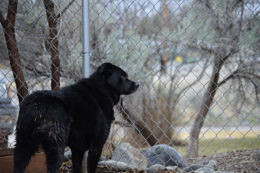 Enlarge Bear, a Adoptable mixed breed in Salmon, ID image 3/6