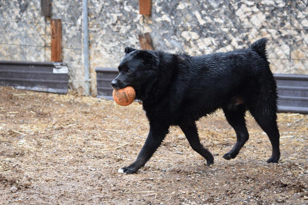 Bear, Adoptable, Adult Male Border Collie & Rottweiler.