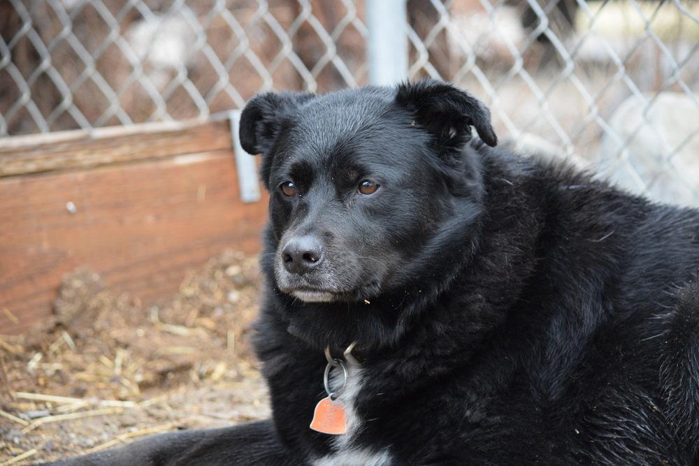Enlarge Bear, a Adoptable mixed breed in Salmon, ID image 5/6