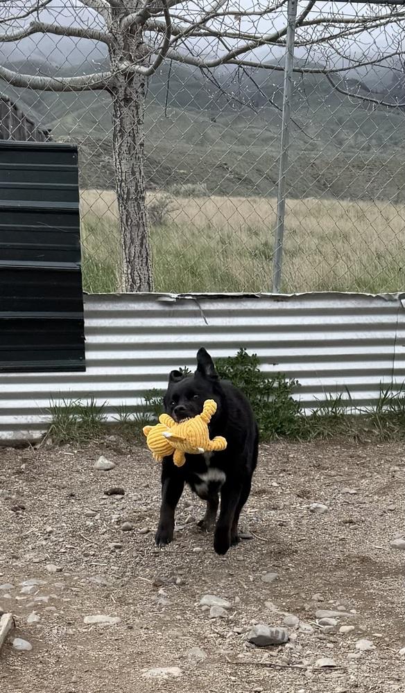 Enlarge Bear, a Adoptable mixed breed in Salmon, ID image 6/6