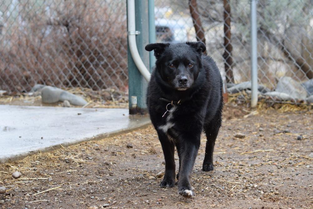Enlarge Bear, a Adoptable mixed breed in Salmon, ID image 6/6