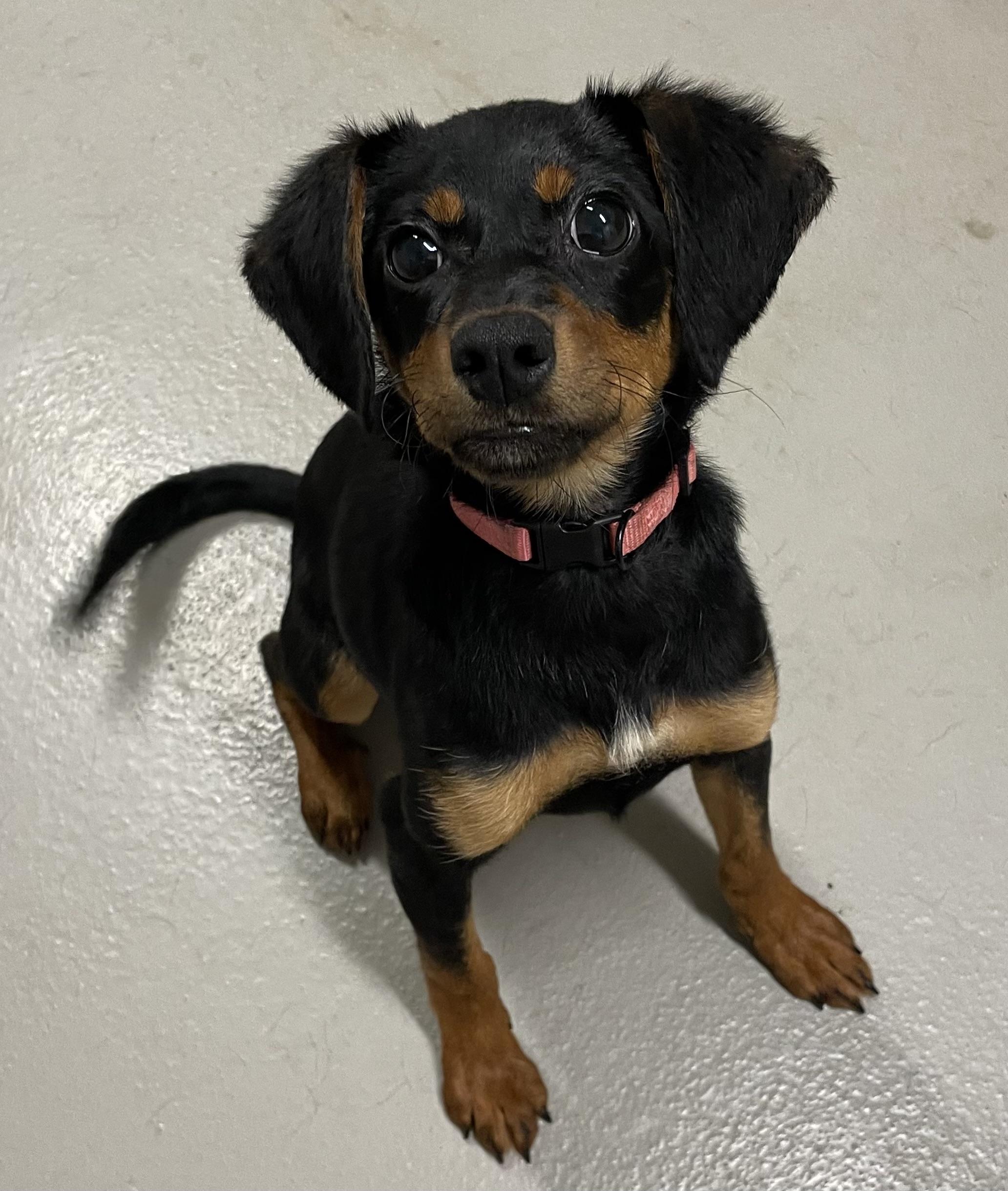 Enlarge Huggy Bear PULLED BY RESCUE, an adopted Terrier in Canton, OH image 2/3