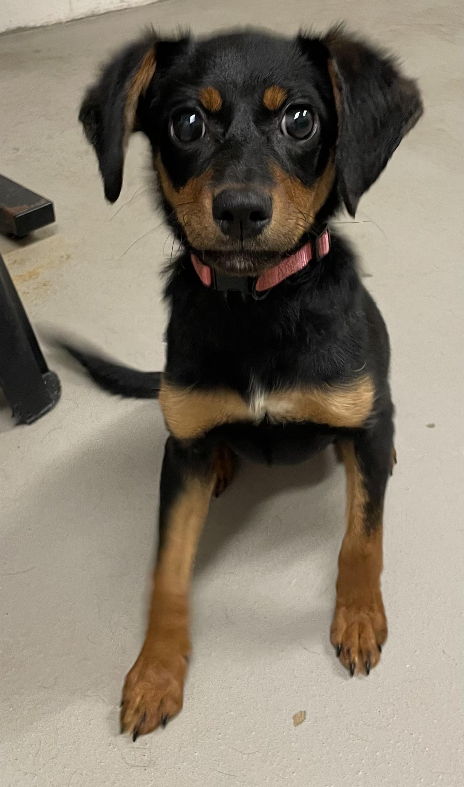 Enlarge Huggy Bear PULLED BY RESCUE, an adopted Terrier in Canton, OH image 3/3