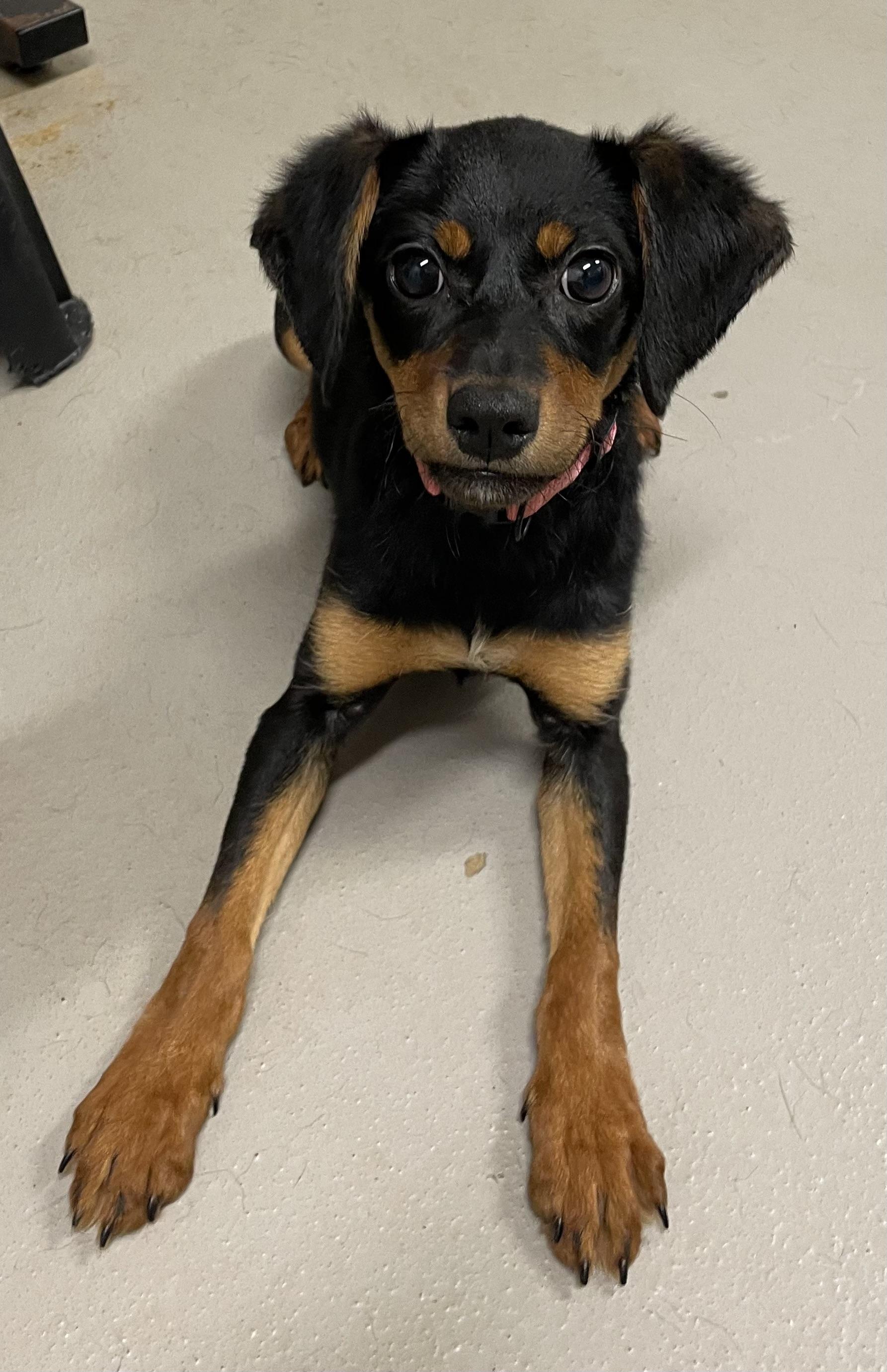 Enlarge Huggy Bear PULLED BY RESCUE, an adopted Terrier in Canton, OH image 1/3