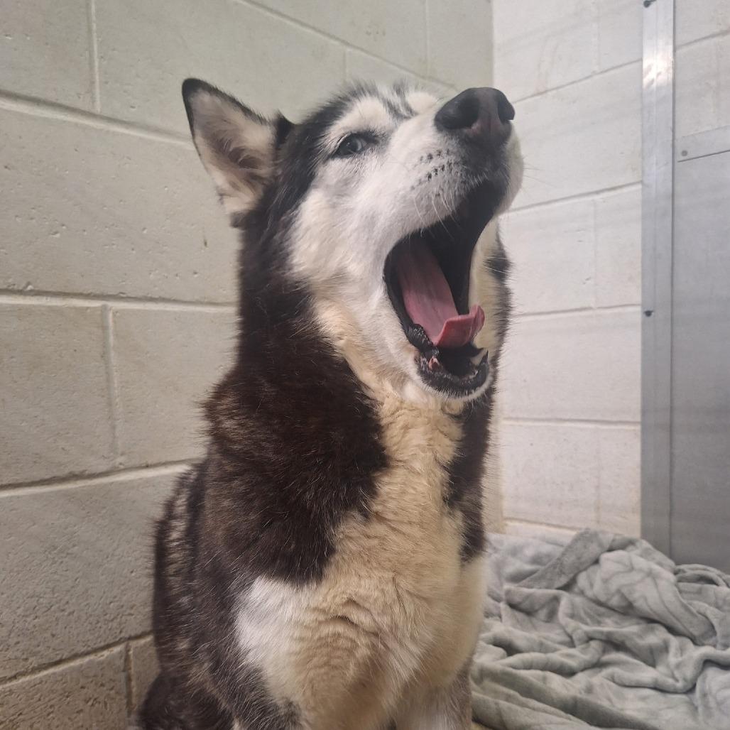 Akira, Adoptable, Senior Female Siberian Husky.