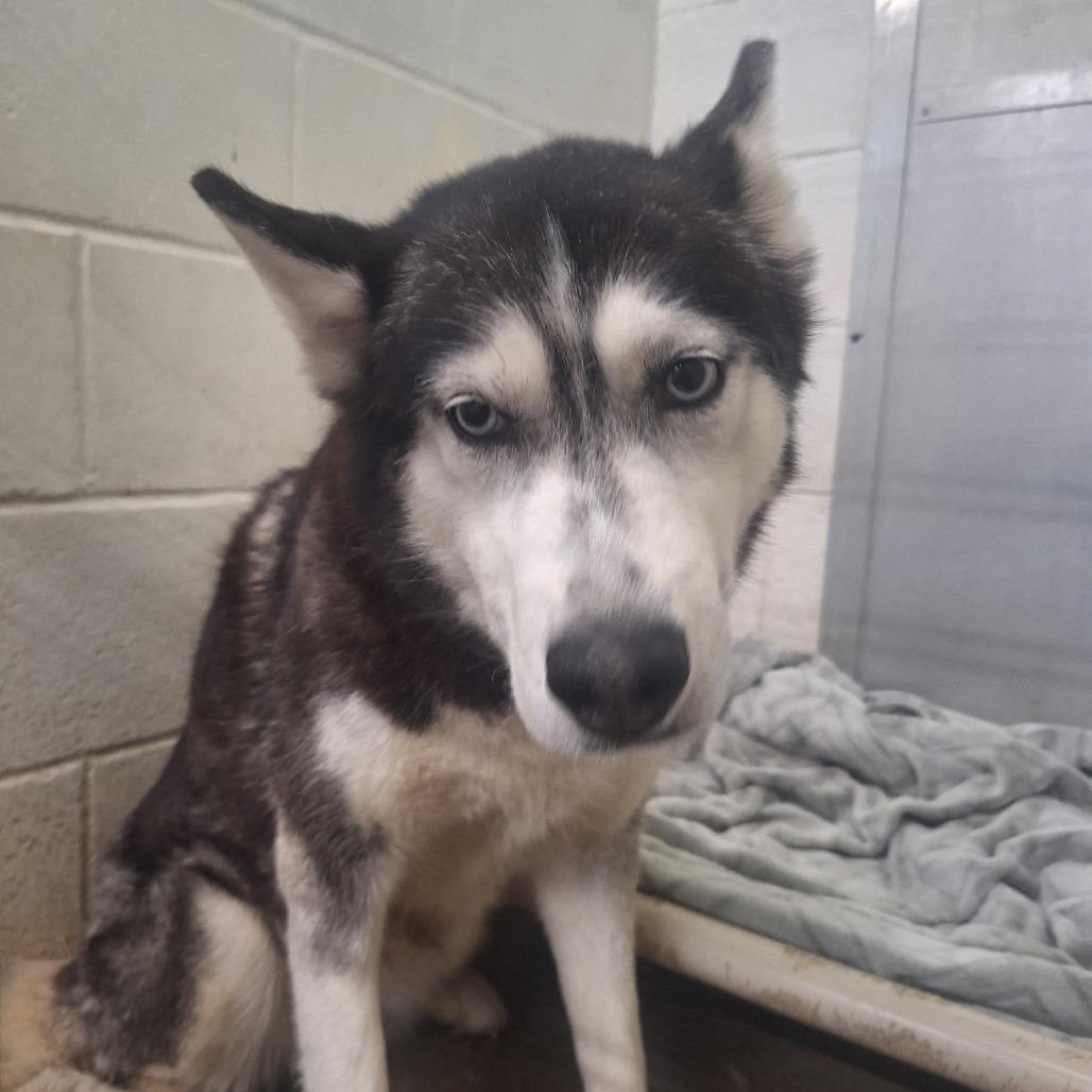 Akira, a Adoptable Siberian Husky in Oak Hill, WV image 2/6