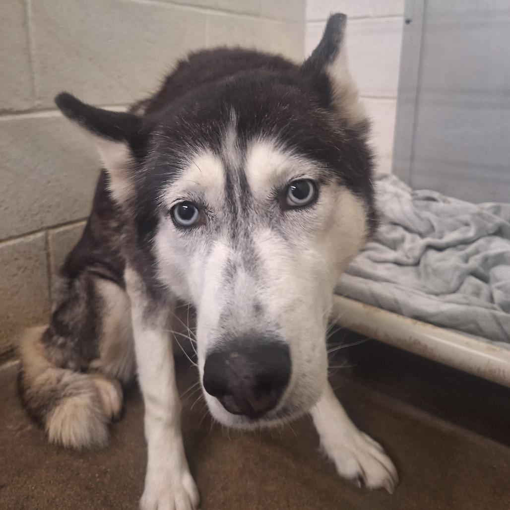 Akira, a Adoptable Siberian Husky in Oak Hill, WV image 3/6