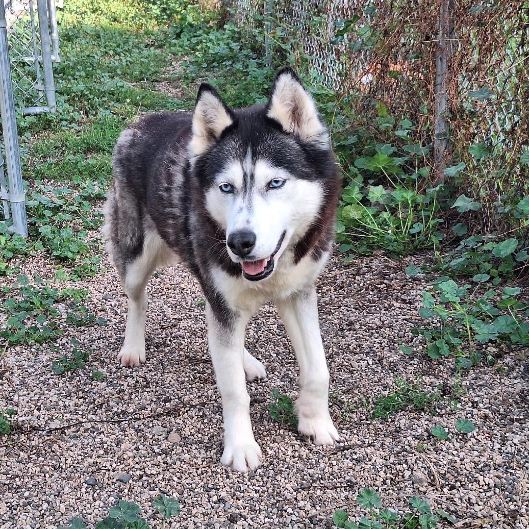 Akira, a Adoptable Siberian Husky in Oak Hill, WV image 4/6