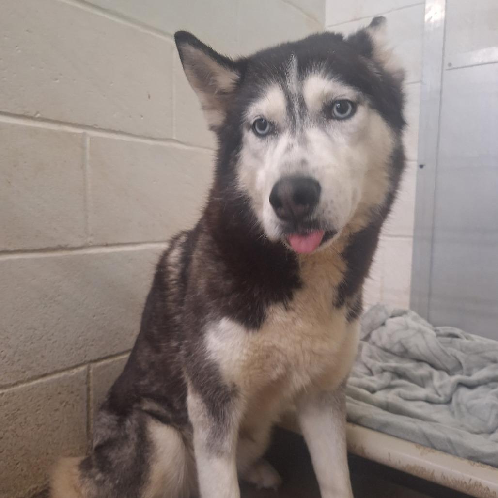 Akira, a Adoptable Siberian Husky in Oak Hill, WV image 5/6