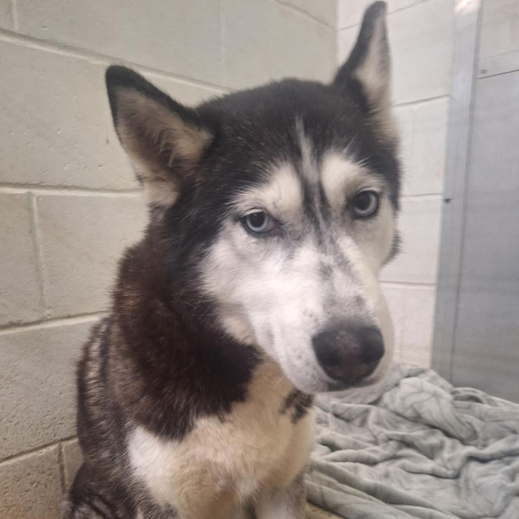 Akira, a Adoptable Siberian Husky in Oak Hill, WV image 6/6