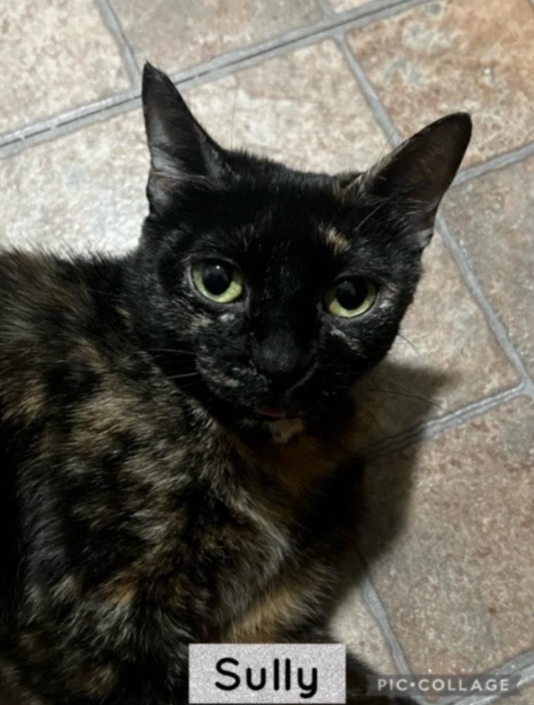 Sully, Adoptable, Adult Female Domestic Short Hair.