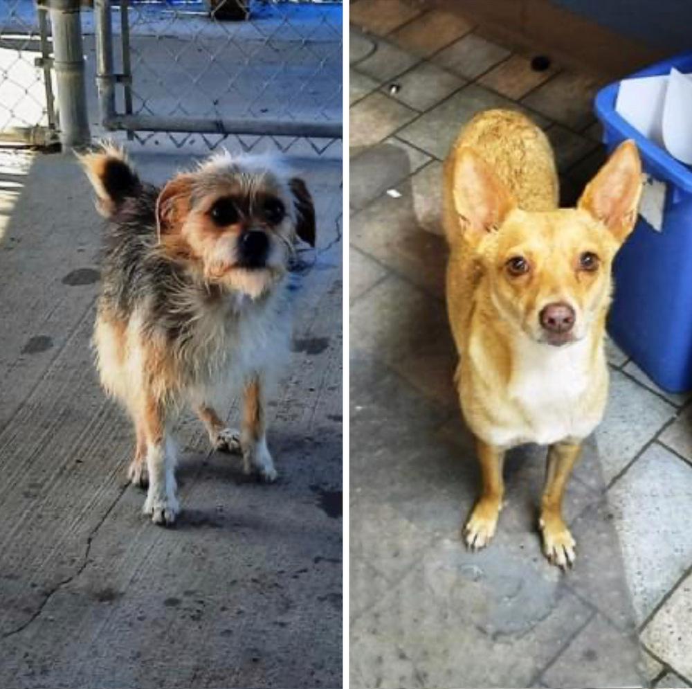 Phoebe, Adoptable, Adult Female Rat Terrier & Chihuahua.