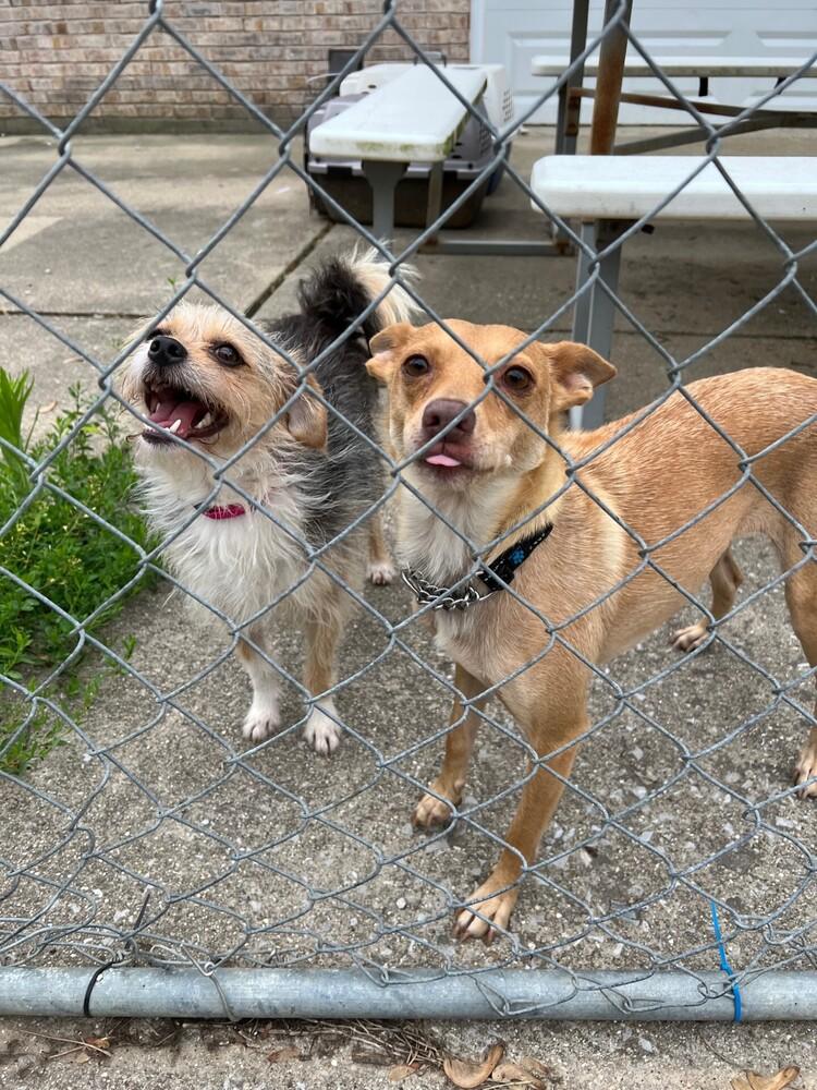 Enlarge Phoebe, a Adoptable mixed breed in Waterloo, IL image 3/4
