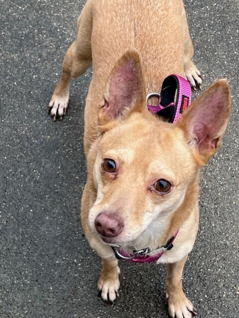 Enlarge Phoebe, a Adoptable mixed breed in Waterloo, IL image 5/6