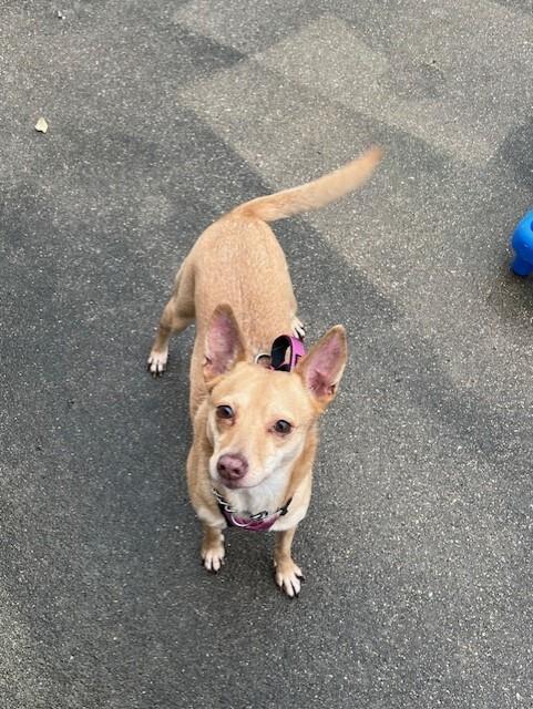Enlarge Phoebe, a Adoptable mixed breed in Waterloo, IL image 4/4