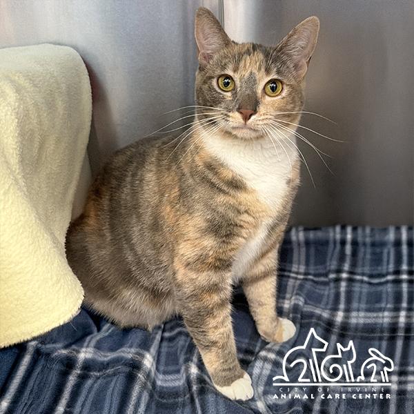 JOURNEY, Adoptable, Young Female Domestic Short Hair.