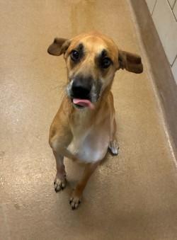 Milo, ADOPTABLE, Adult Male Black Mouth Cur.