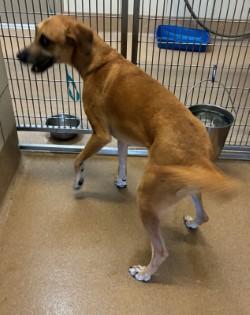 Enlarge Milo, a ADOPTABLE Black Mouth Cur in Murphy, TX image 3/3