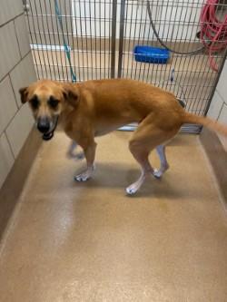 Enlarge Milo, a ADOPTABLE Black Mouth Cur in Murphy, TX image 2/3