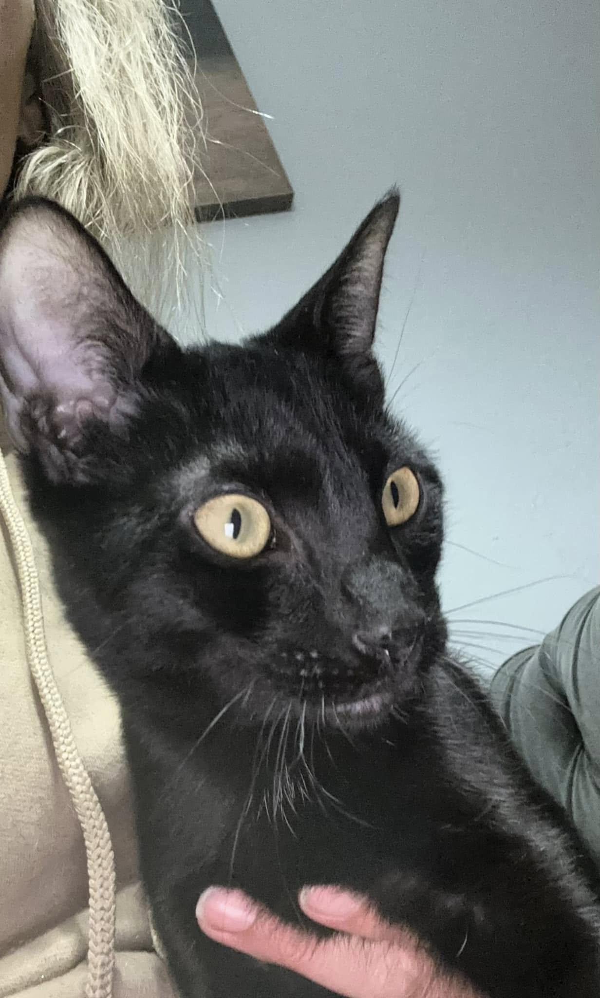 Thursday, Young Male Domestic Short Hair