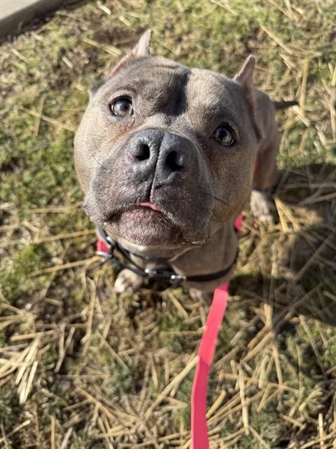 MUFFIN, Adoptable, Adult Female Pit Bull Terrier.