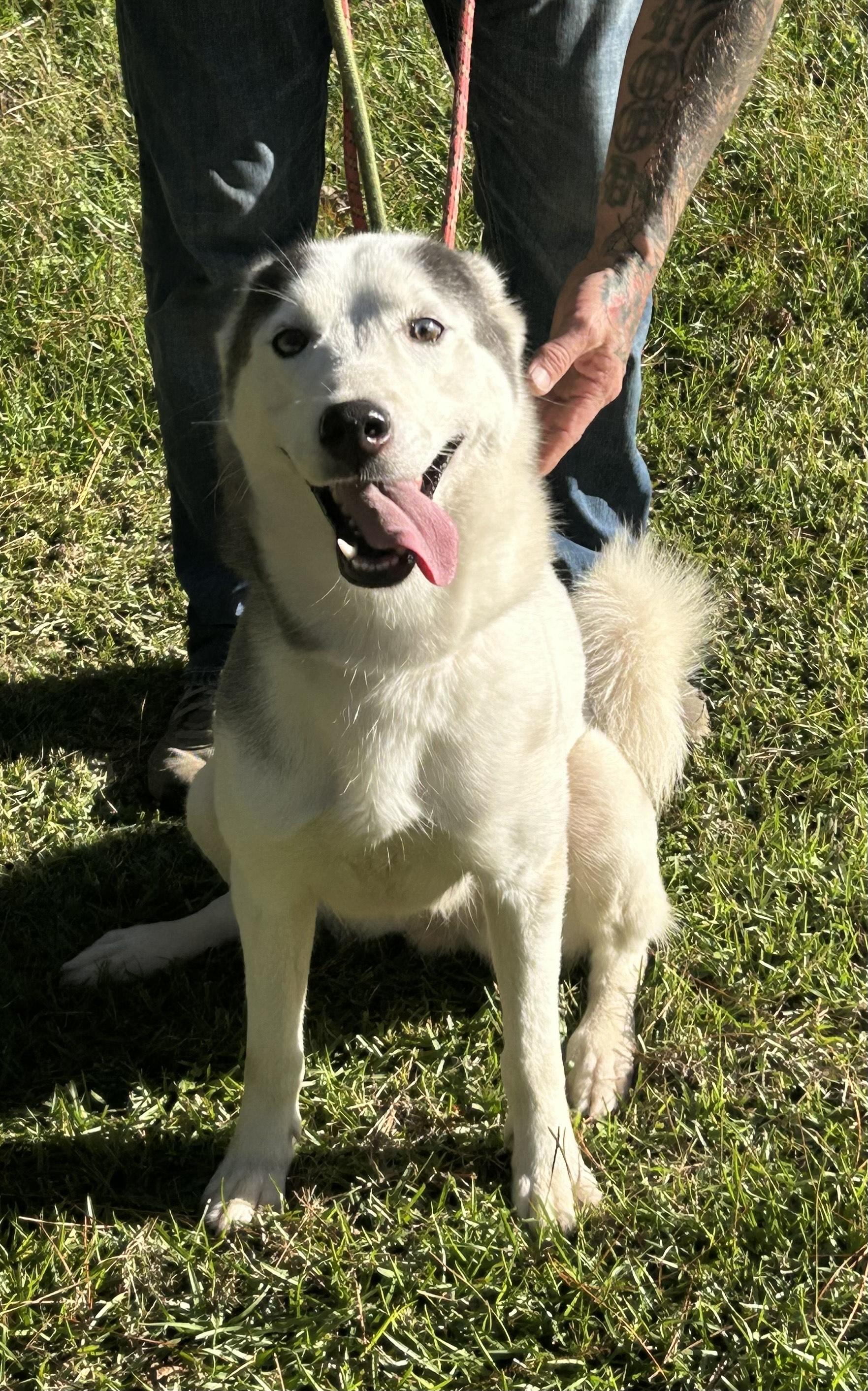 Enlarge Layla, a ADOPTABLE Husky in Allentown, NJ image 1/6