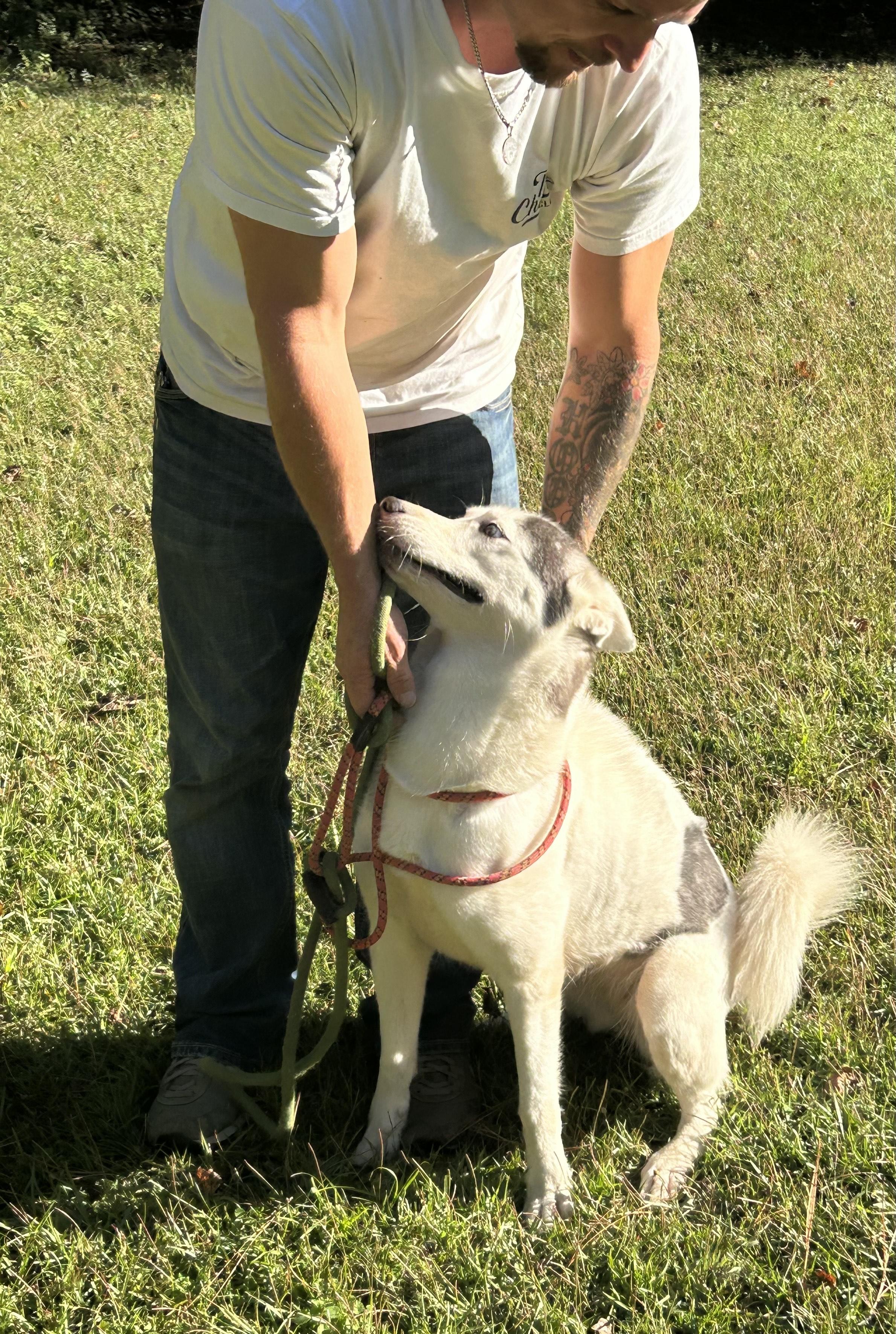 Enlarge Layla, a ADOPTABLE Husky in Allentown, NJ image 2/6