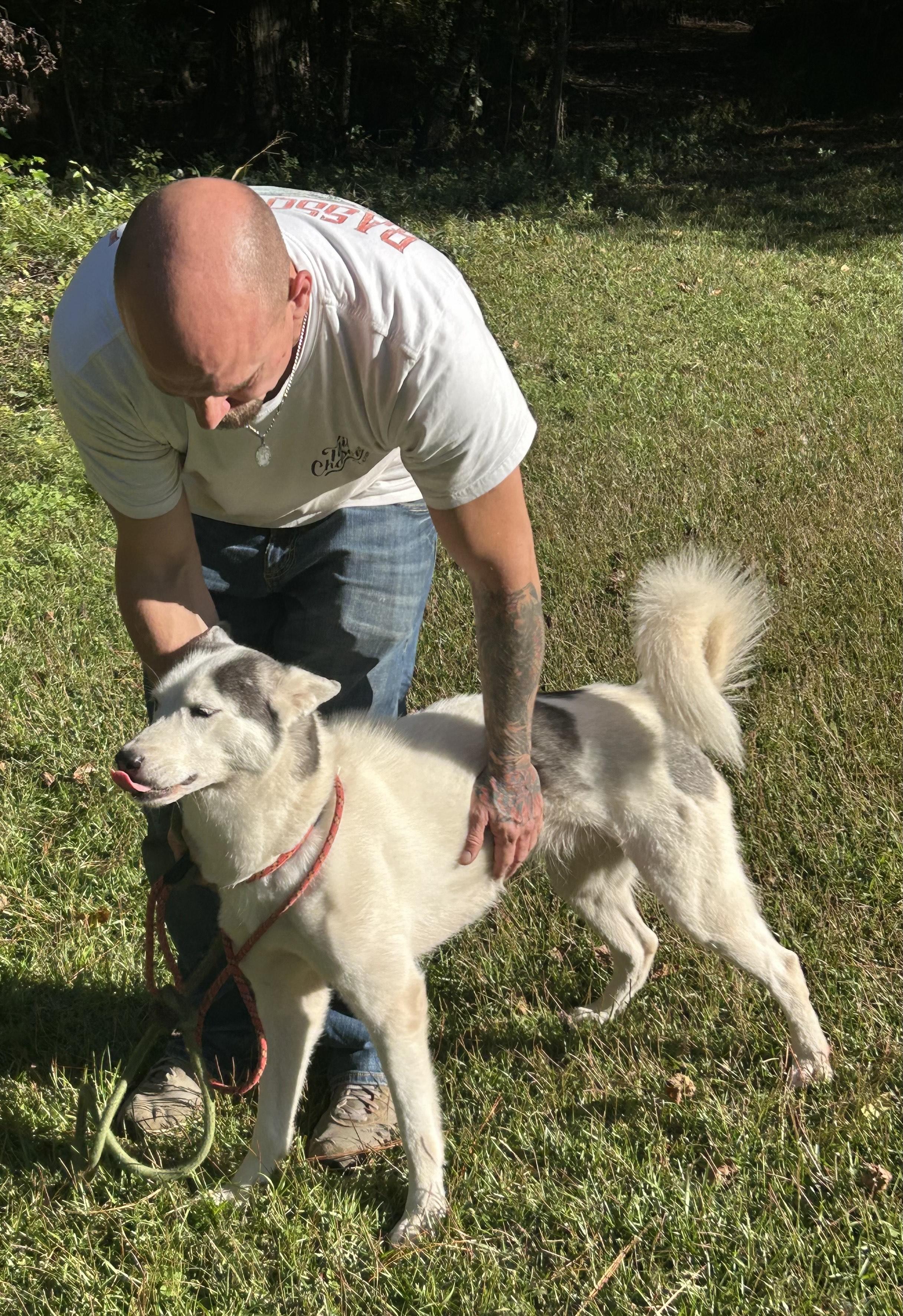 Enlarge Layla, a ADOPTABLE Husky in Allentown, NJ image 4/6