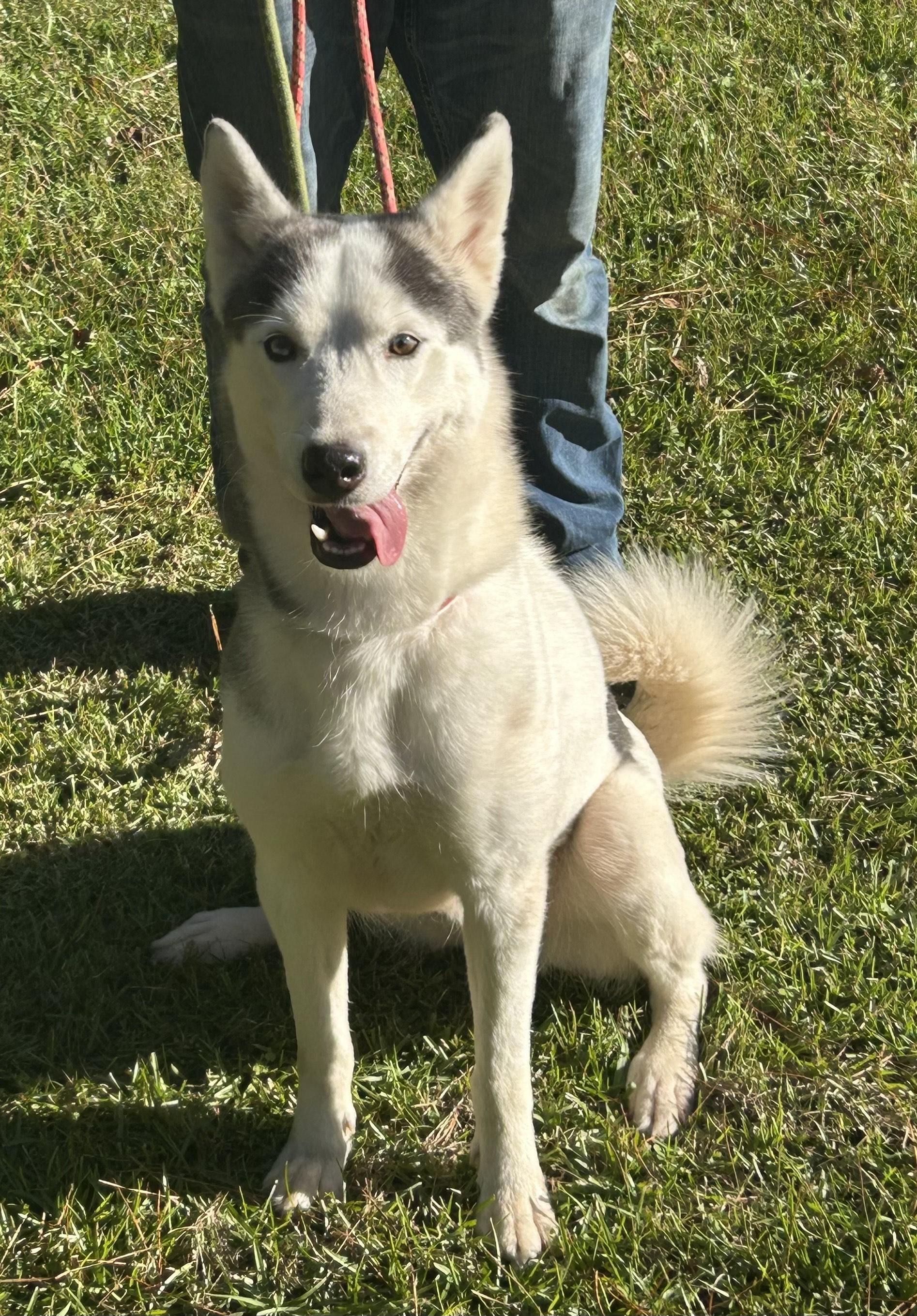 Enlarge Layla, a ADOPTABLE Husky in Allentown, NJ image 5/6