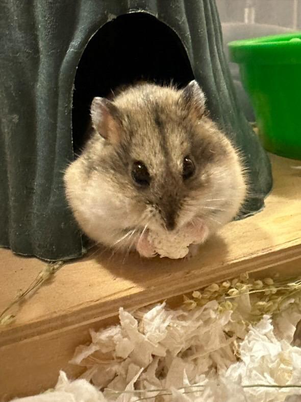 Whitney, a Adoptable Dwarf Hamster in Irvine, CA image 1/3
