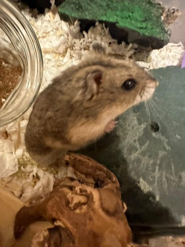 Whitney, a Adoptable Dwarf Hamster in Irvine, CA image 2/3