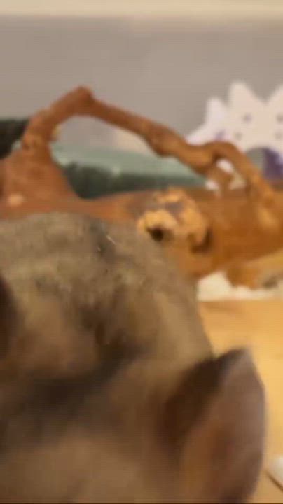 Enlarge Whitney, a Adoptable Dwarf Hamster in Irvine, CA video 3/3