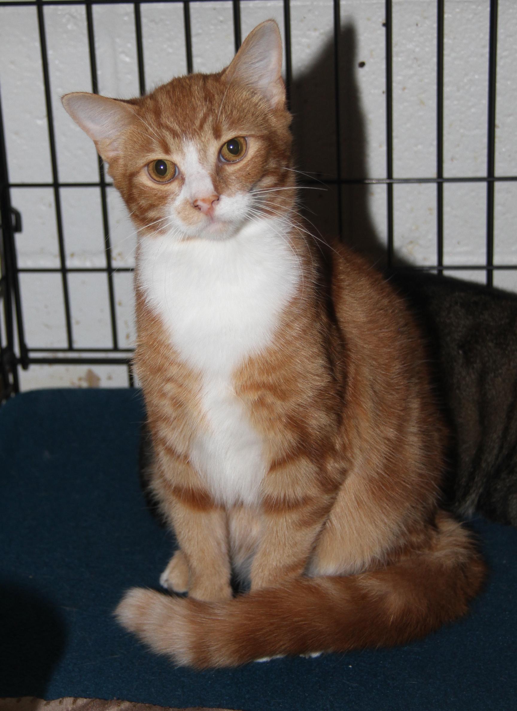 Monty (Neutered) (Bonded Pair w/Foxy) (Photos 10/3/2025)