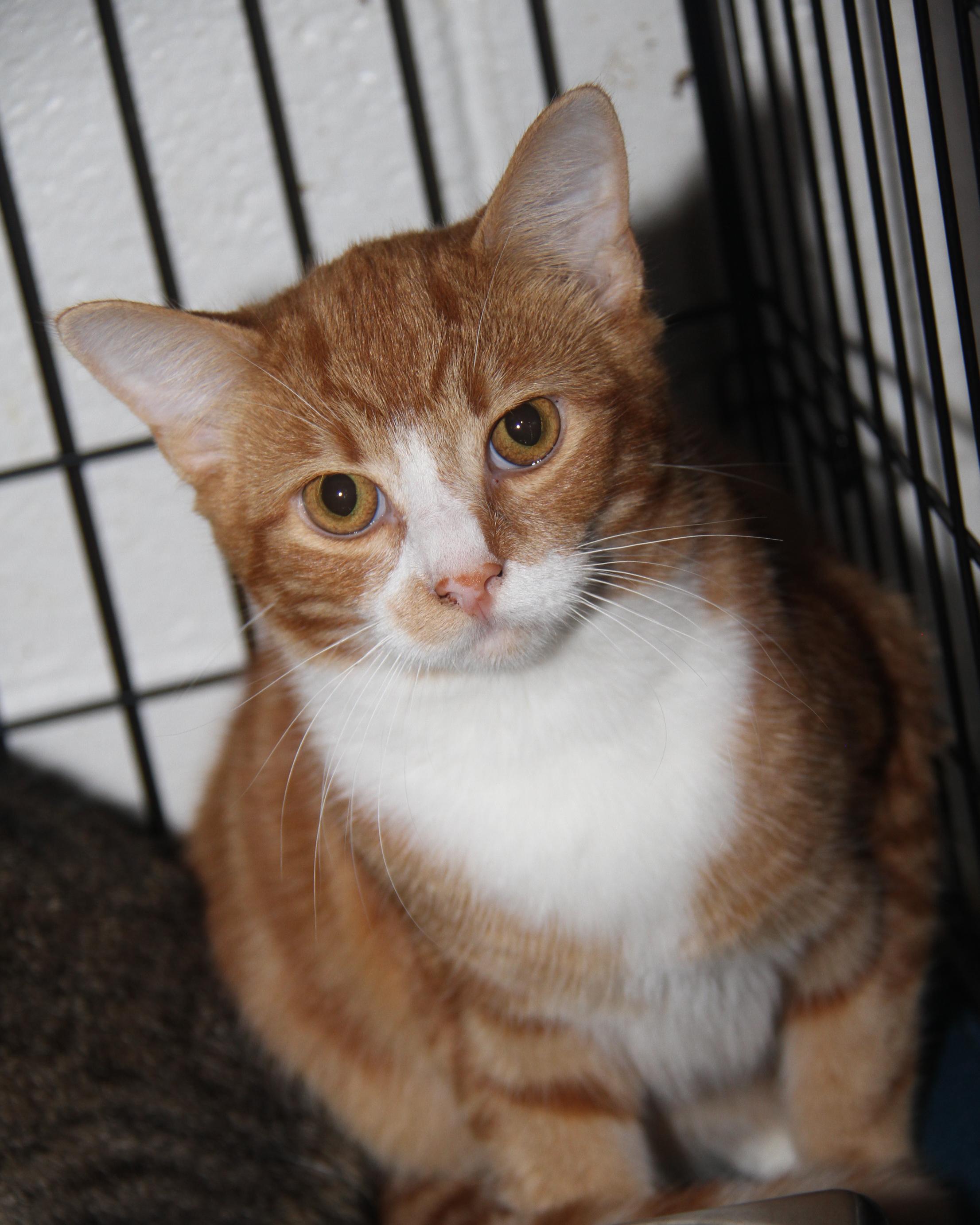 Monty (Neutered) (Bonded Pair w/Foxy) (Photos 10/3/2025)
