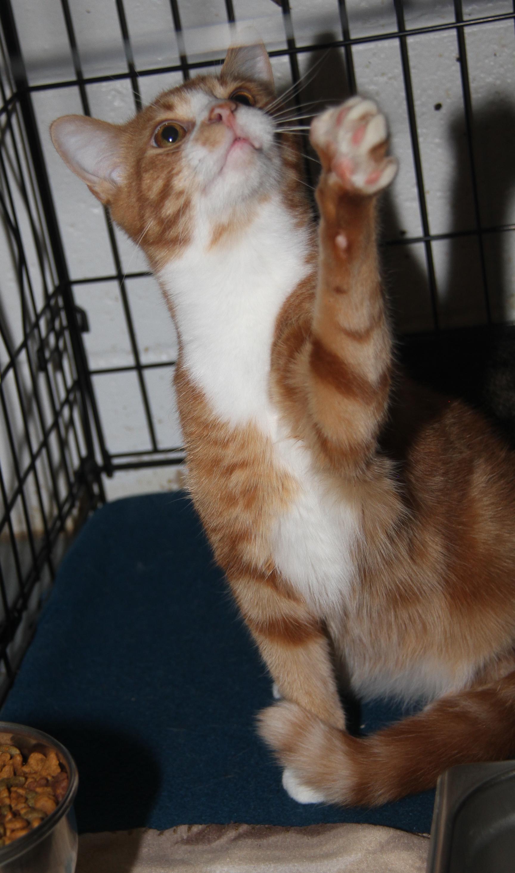 Monty (Neutered) (Bonded Pair w/Foxy) (Photos 10/3/2025)