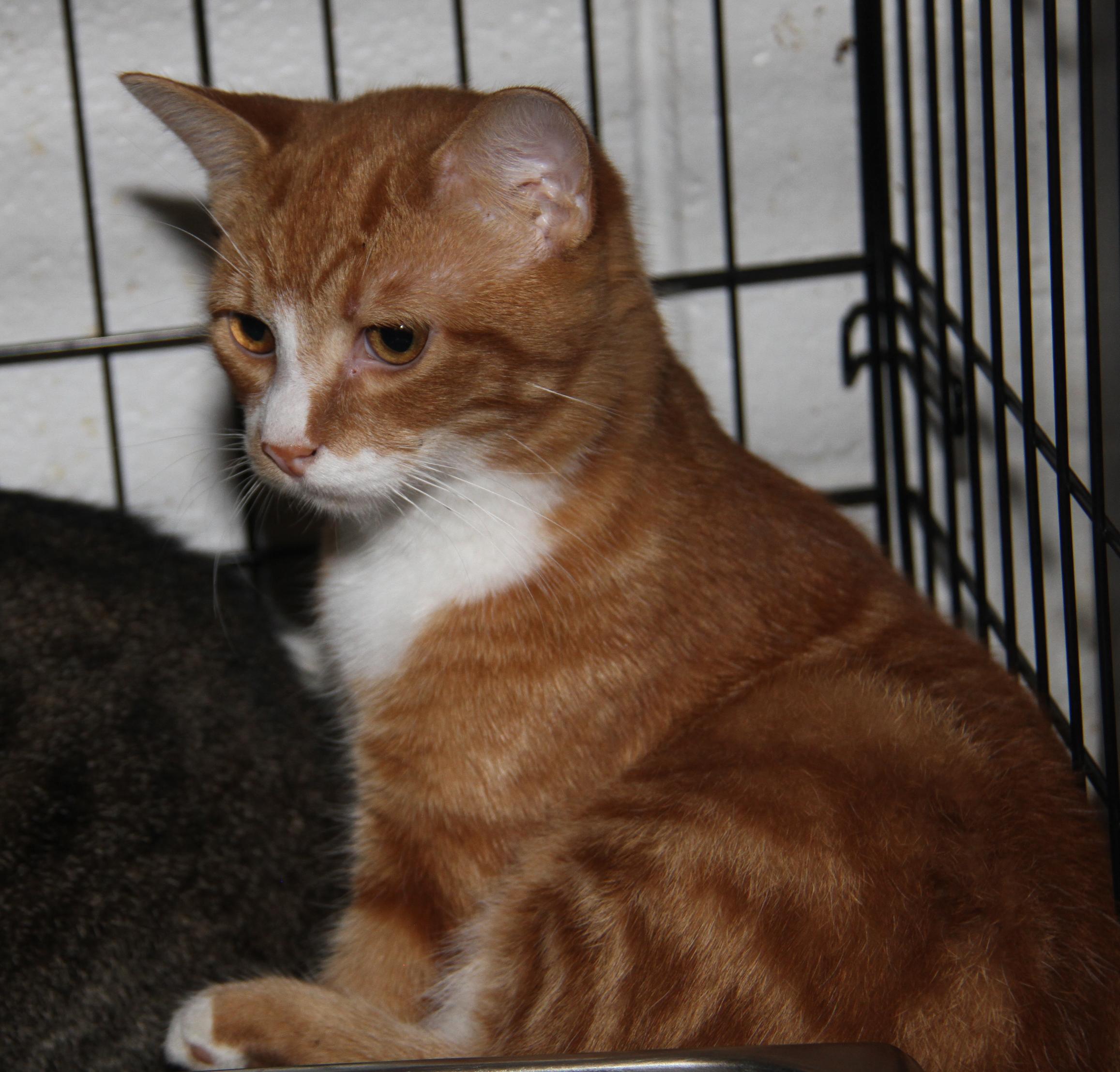 Monty (Neutered) (Bonded Pair w/Foxy) (Photos 10/3/2025)