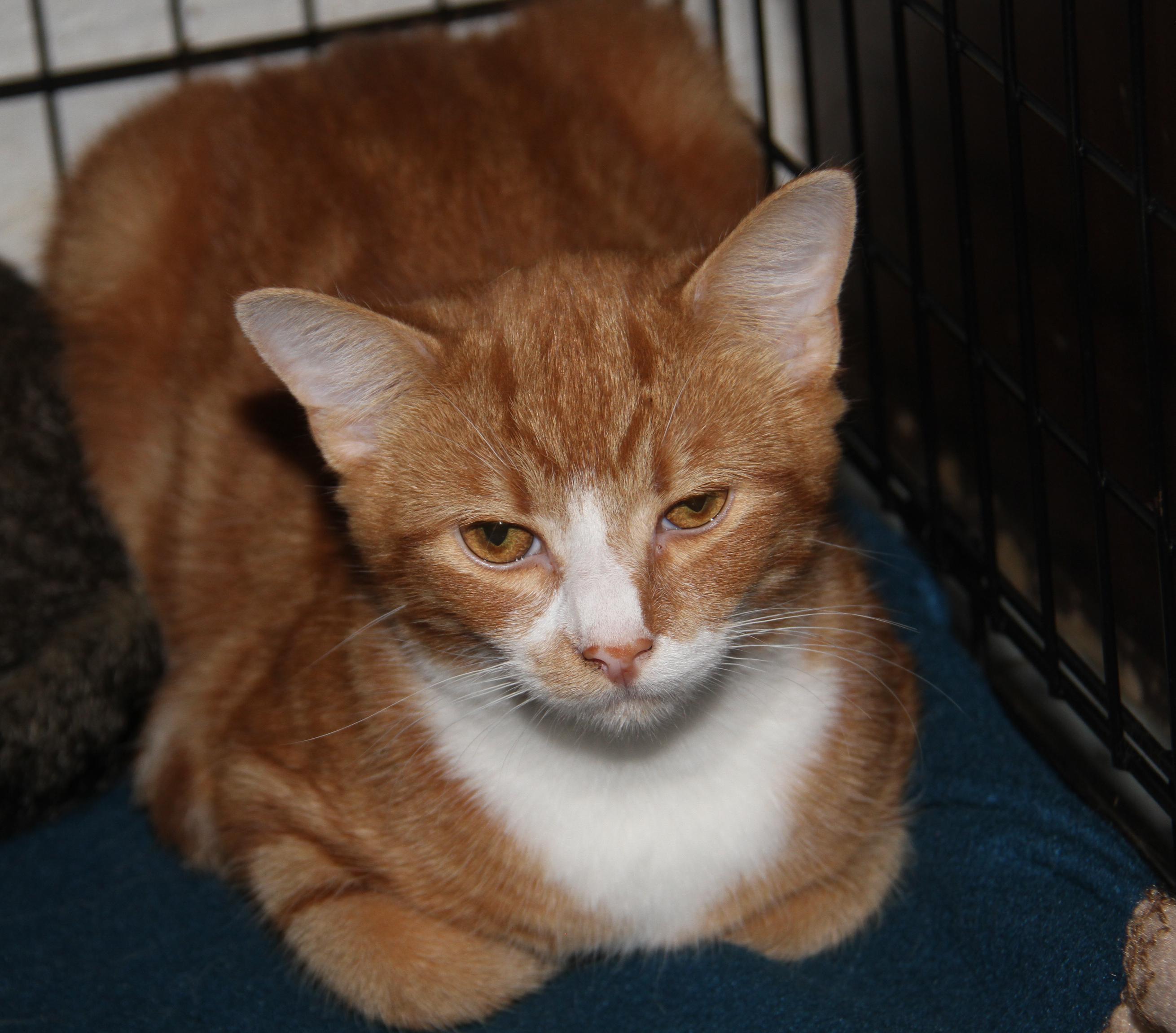 Monty (Neutered) (Bonded Pair w/Foxy) (Photos 10/3/2025)