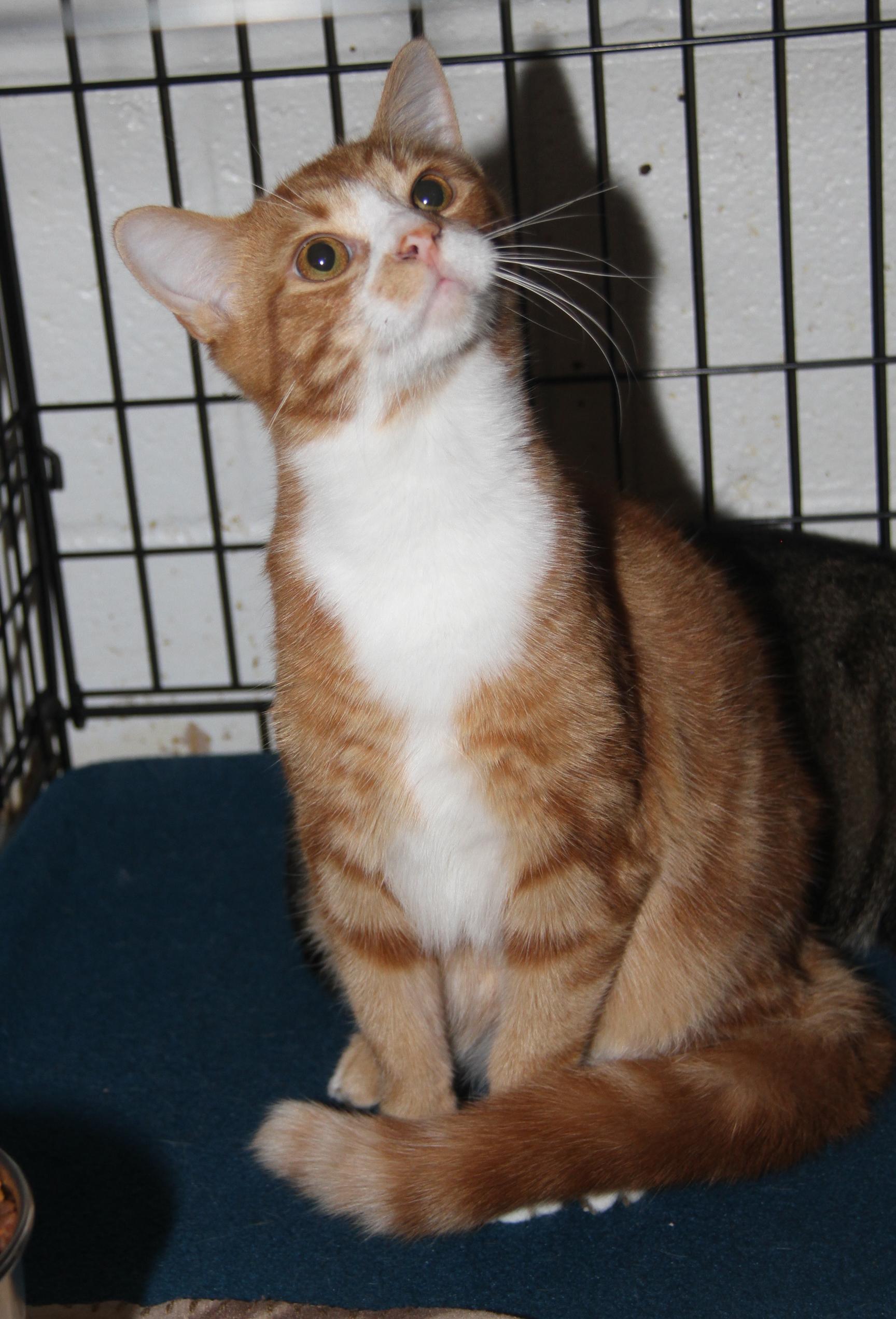 Monty (Neutered) (Bonded Pair w/Foxy) (Photos 10/3/2025)