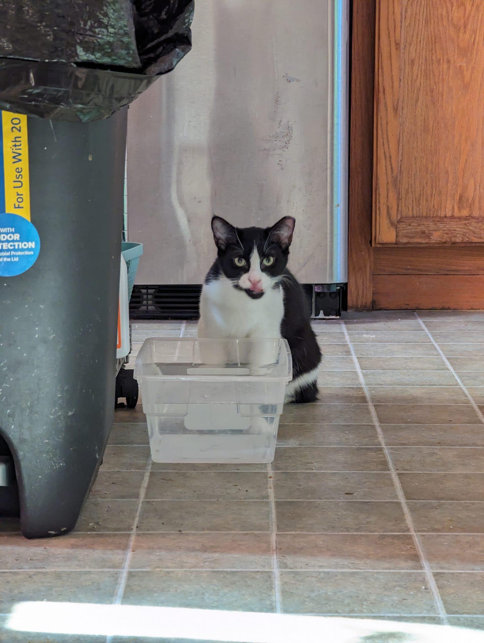 Kieran - Considering Barn Placement, a Adoptable mixed breed in Cleburne, TX image 1/6