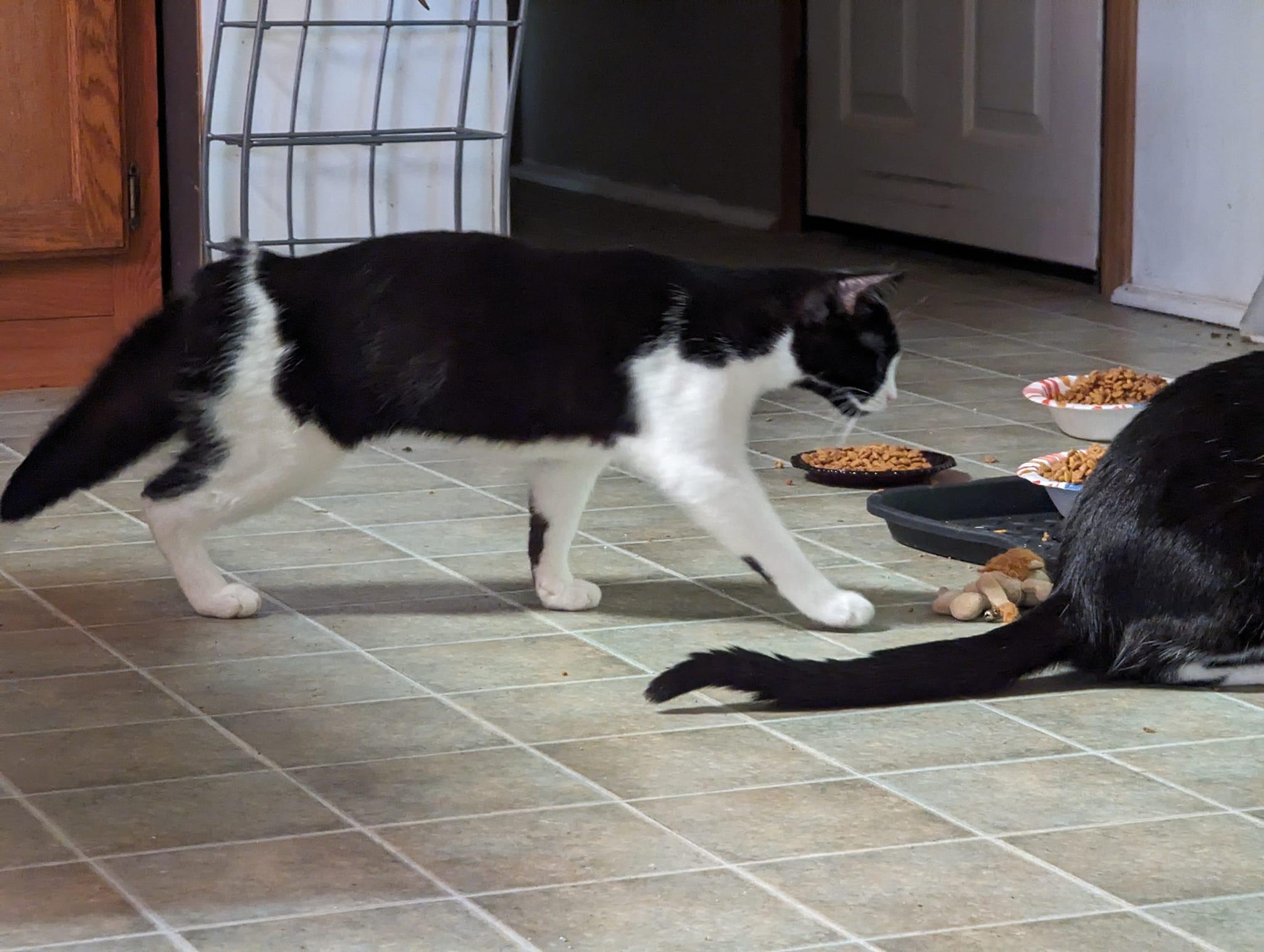 Kieran - Considering Barn Placement, a Adoptable mixed breed in Cleburne, TX image 3/6