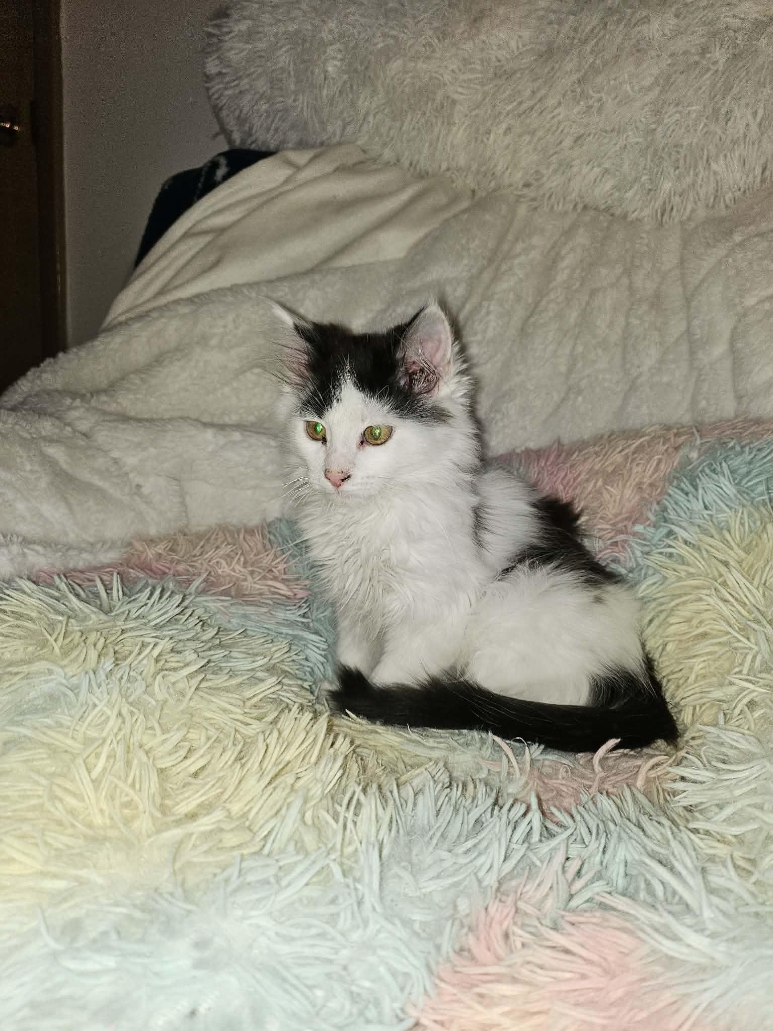 Fernando, Adoptable, Kitten Male Domestic Medium Hair.