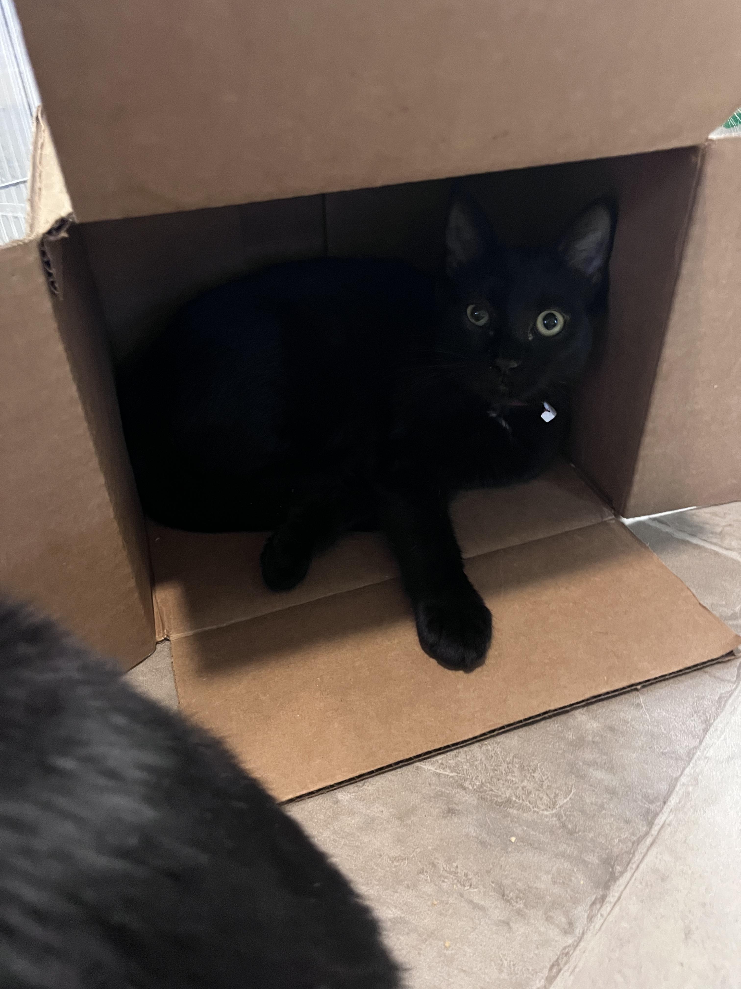Enlarge Jelly, a Adoptable Domestic Short Hair in Eugene, OR image 2/3