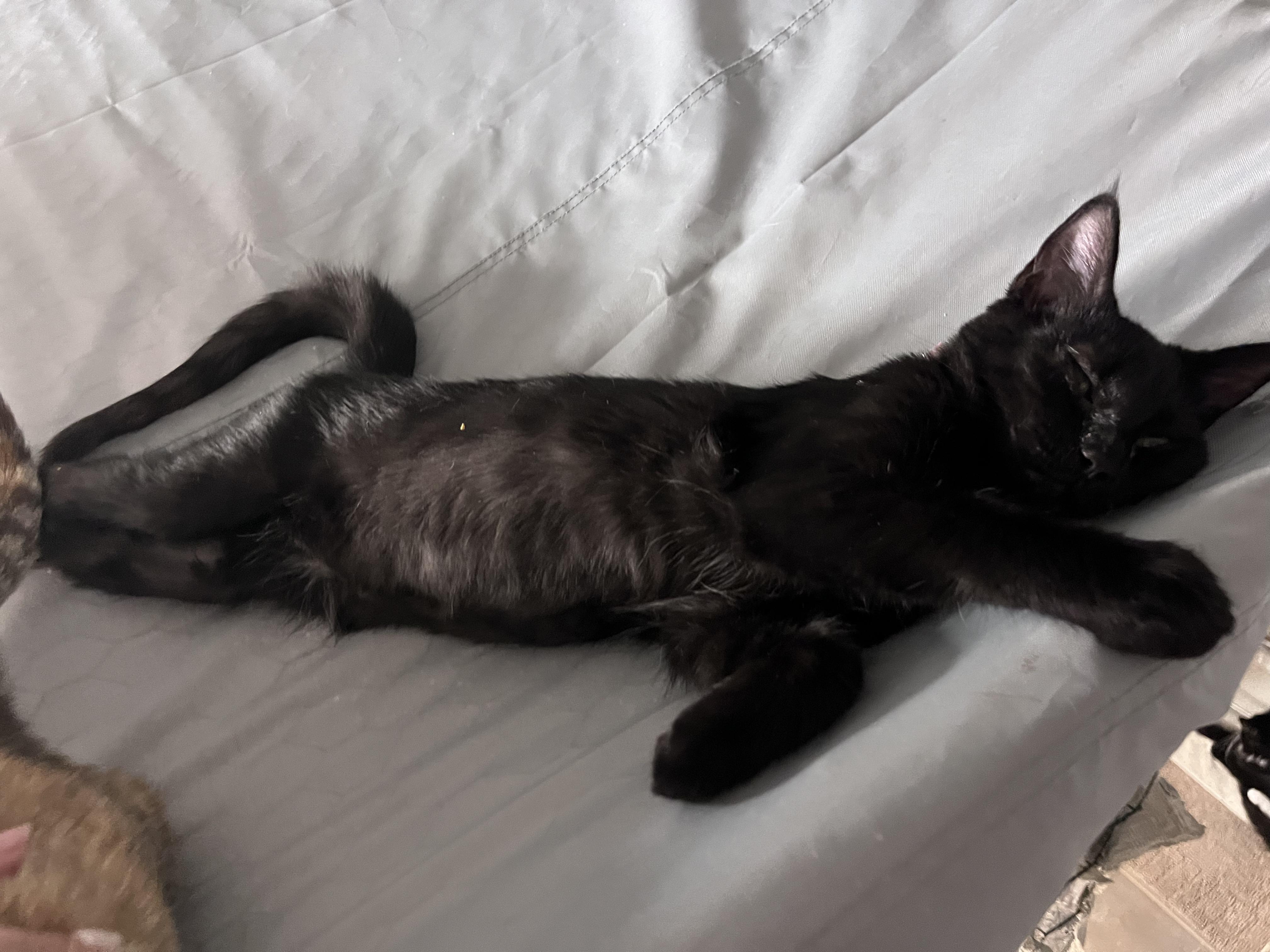 Enlarge Jelly, a Adoptable Domestic Short Hair in Eugene, OR image 3/3