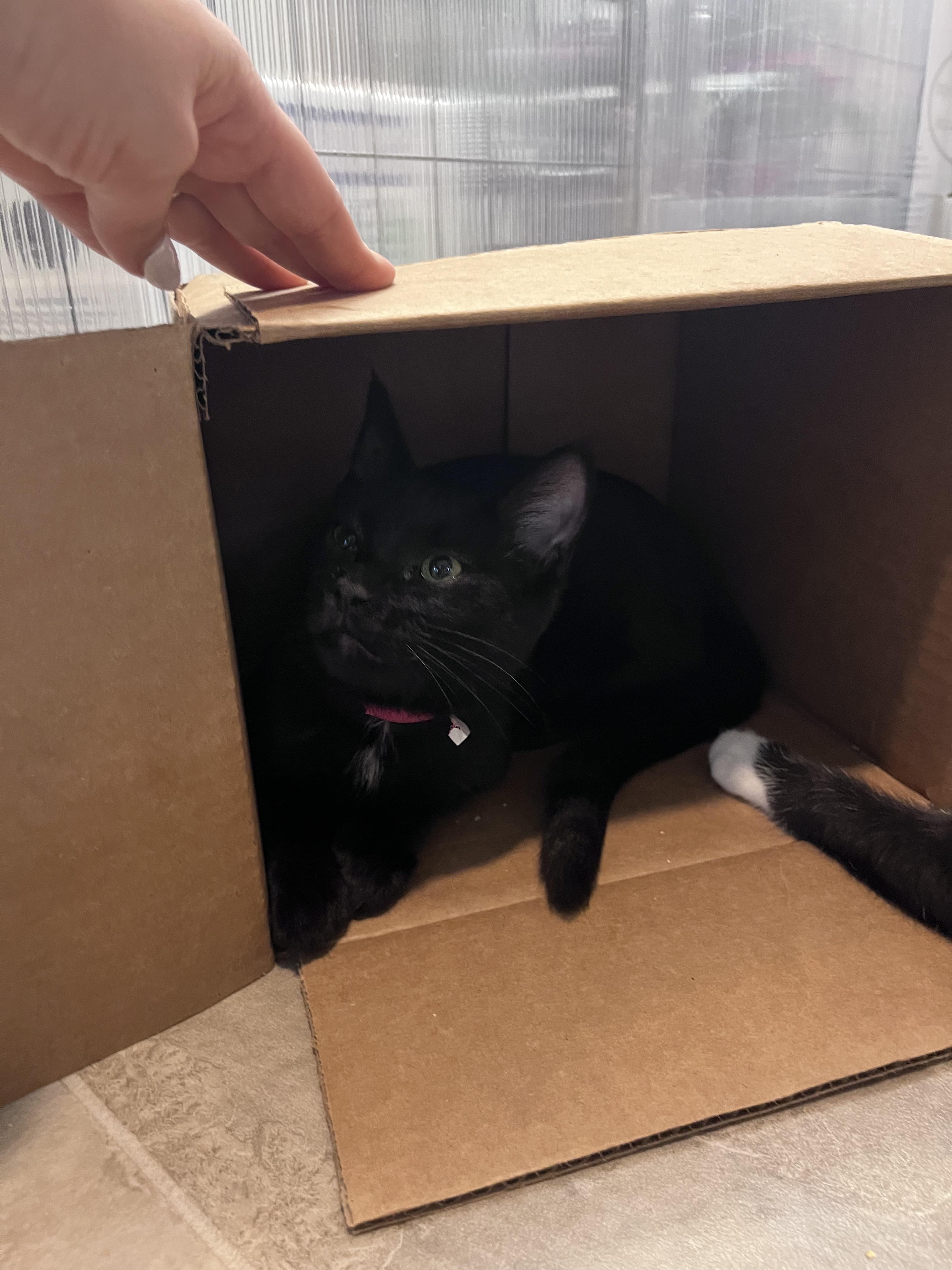 Jelly, Adoptable, Kitten Female Domestic Short Hair.