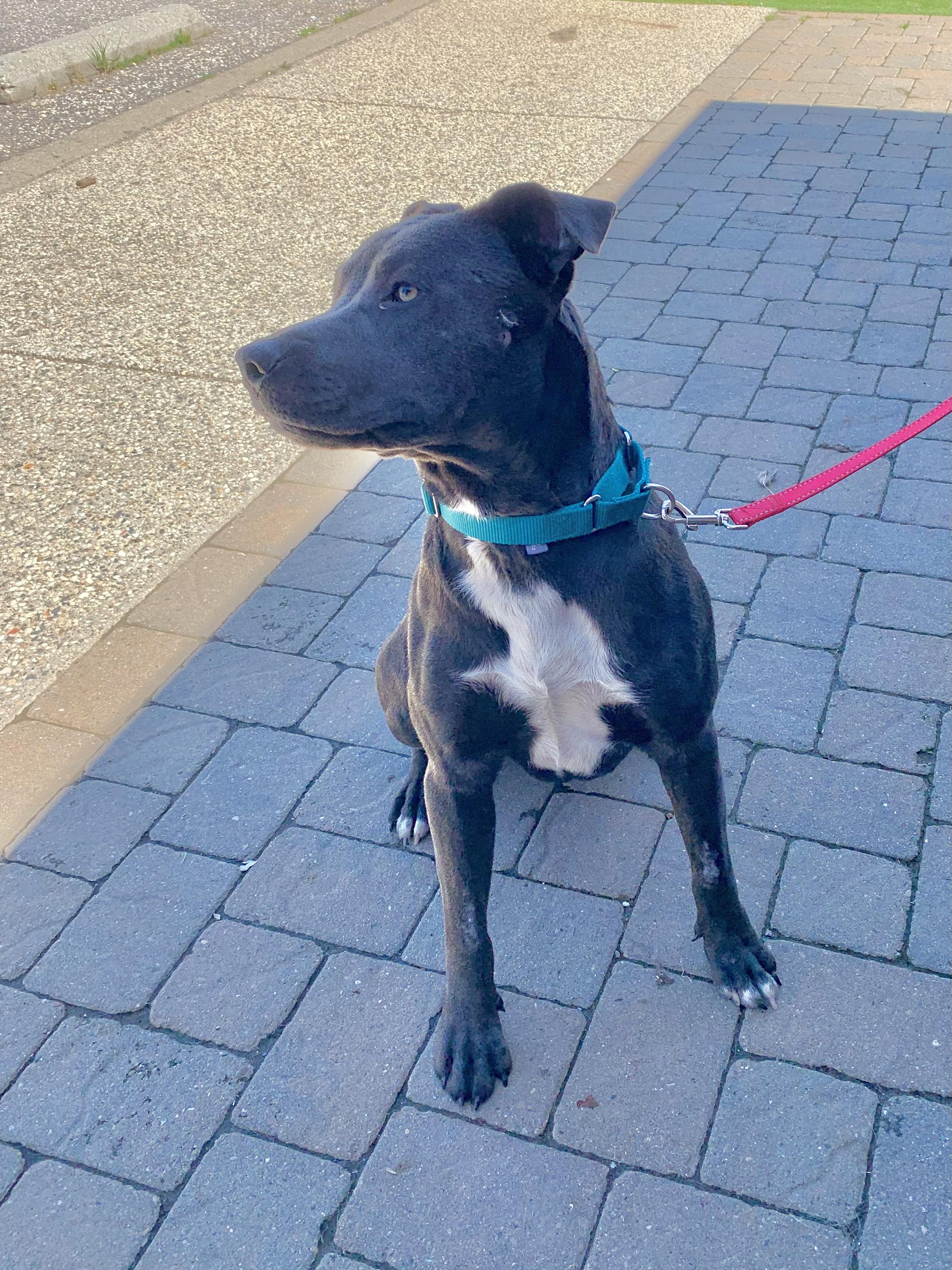 Enlarge Duke, a ADOPTABLE mixed breed in Grass Valley, CA image 5/6