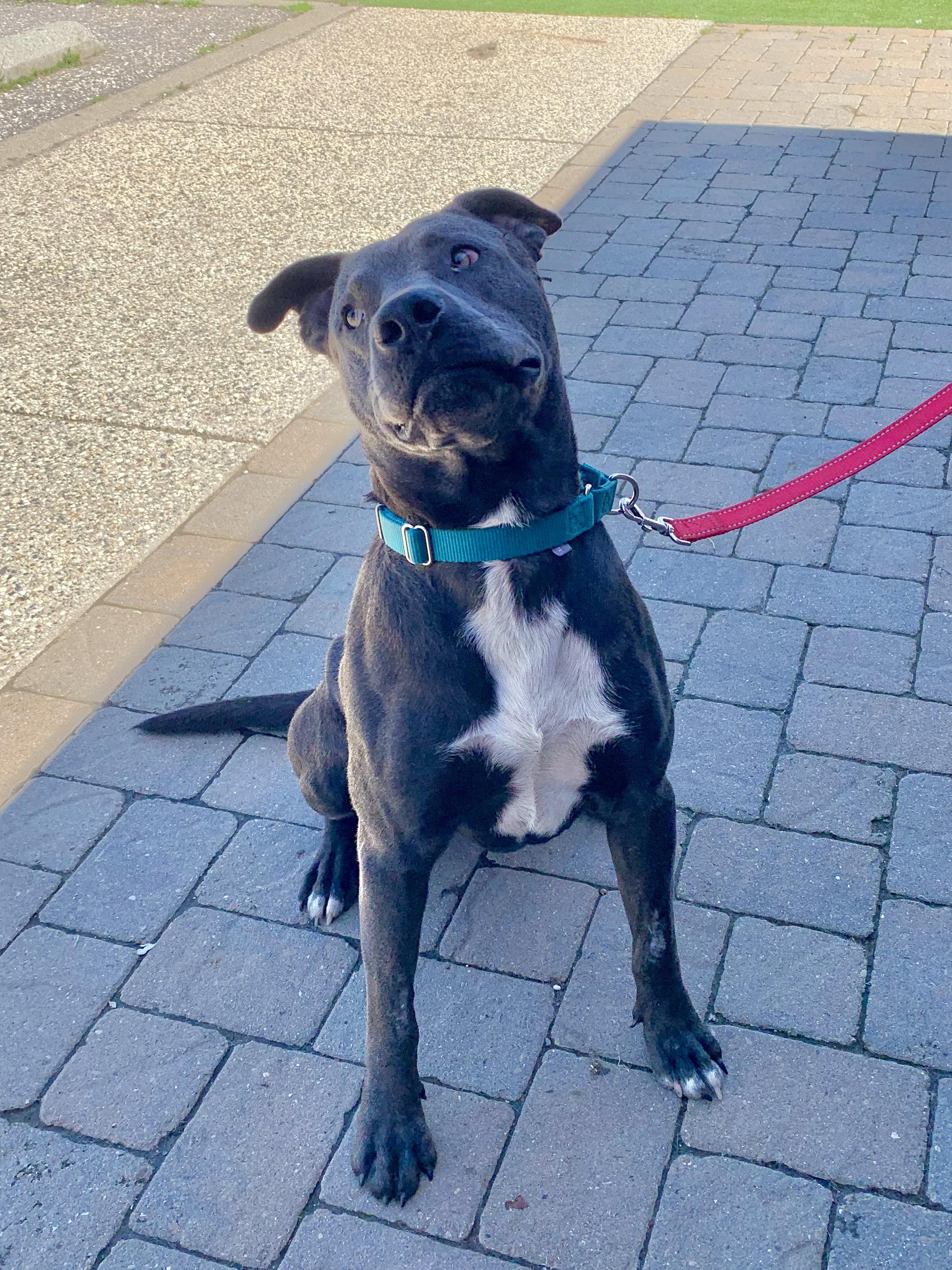 Enlarge Duke, a ADOPTABLE mixed breed in Grass Valley, CA image 6/6