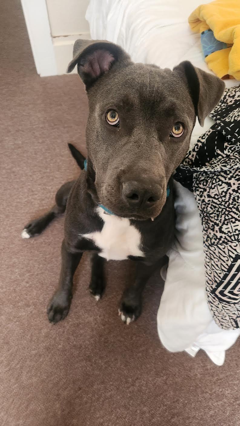 Duke, an adoptable mixed breed in Grass Valley, CA image 5/6