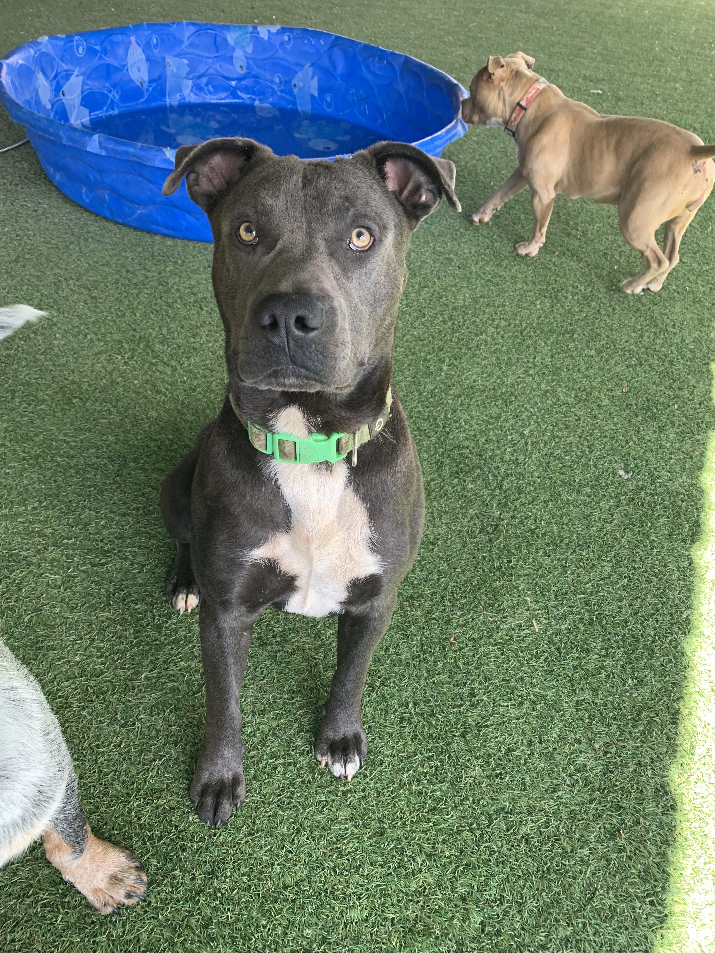 Enlarge Duke, a ADOPTABLE mixed breed in Grass Valley, CA image 4/6