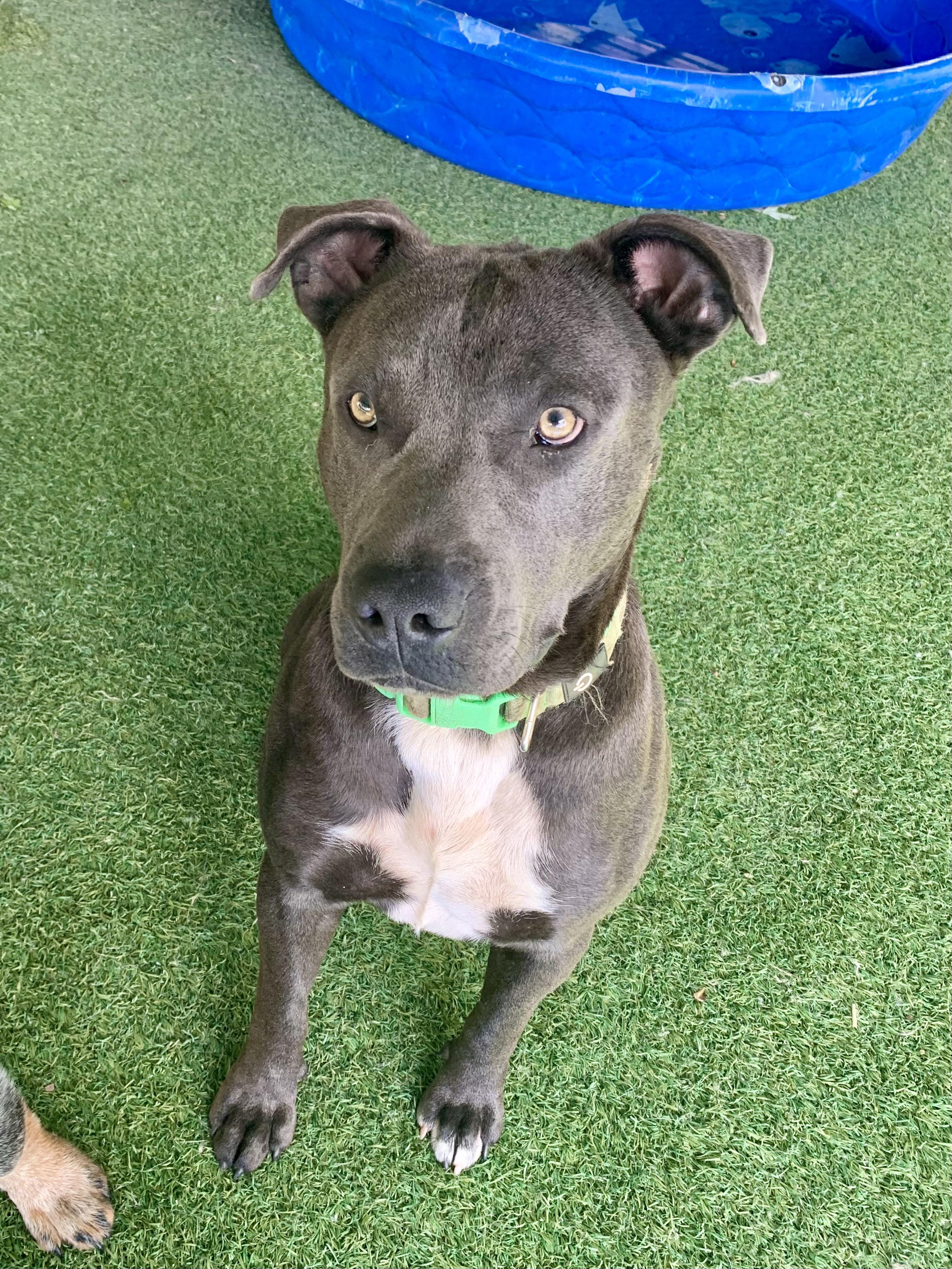 Duke, ADOPTABLE, Adult Male Pit Bull Terrier.