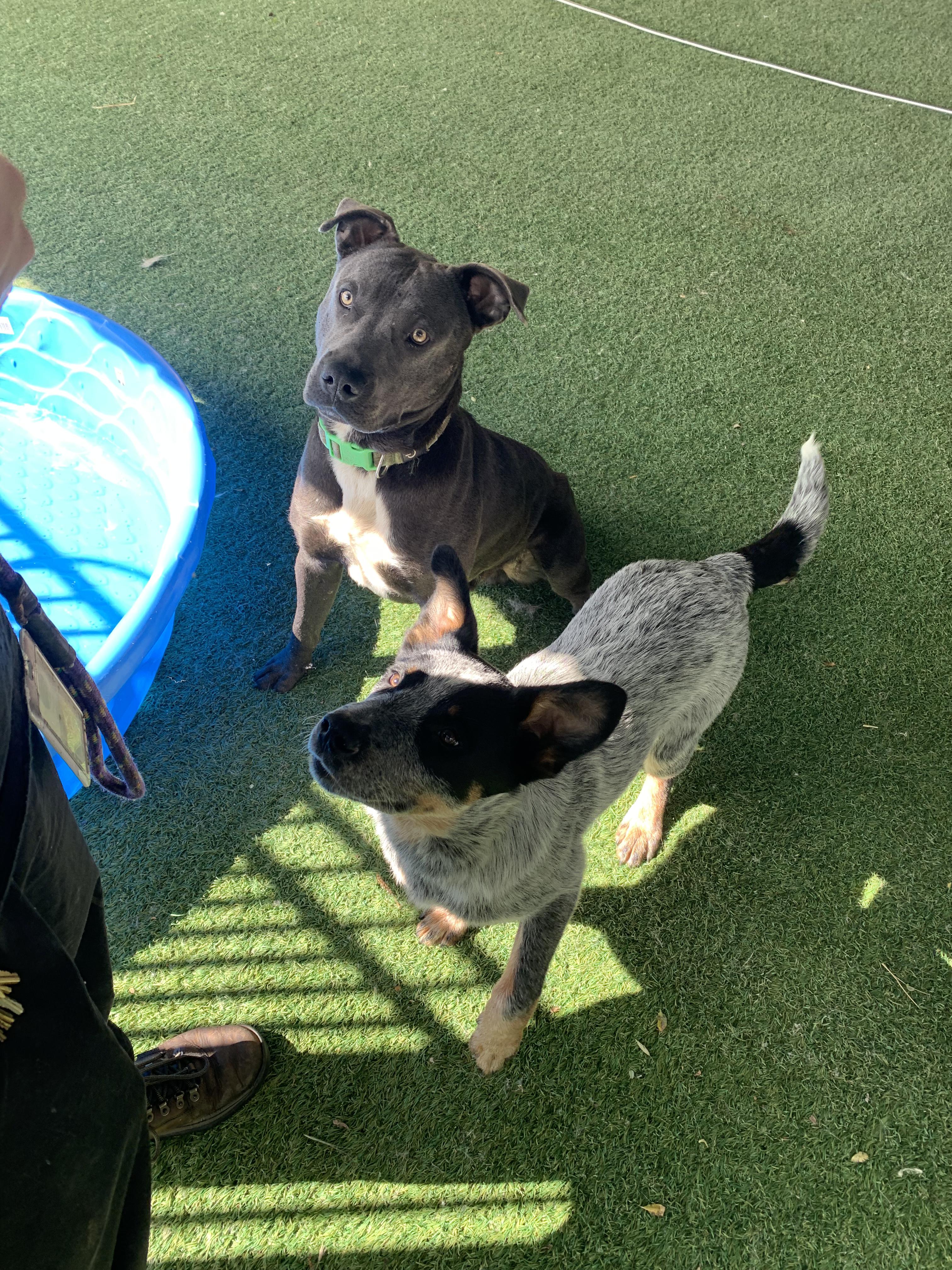 Enlarge Duke, a ADOPTABLE mixed breed in Grass Valley, CA image 3/6
